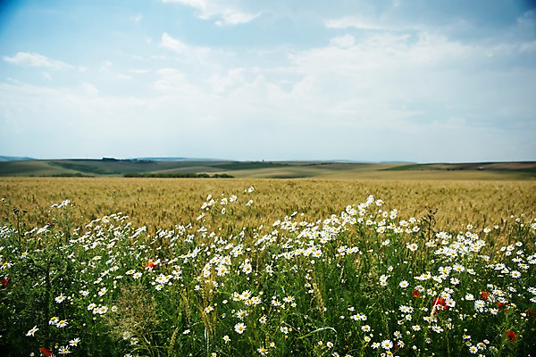포토 JPG 주간 구름 해외풍경 꽃 유럽 여행 자연 하늘 풍경 초원 사람없음 야외 감성 체코 프라하 동유럽 모라비아 국내포토 자연요소 식물 해외 나라 컨셉 생태계 파일형식
