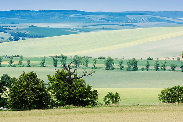 포토 JPG 주간 나무 해외풍경 유럽 여행 자연 풍경 초원 사람없음 야외 감성 체코 프라하 동유럽 모라비아 국내포토 자연요소 식물 해외 나라 컨셉 생태계 파일형식