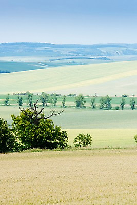 포토 JPG 주간 나무 해외풍경 유럽 여행 자연 풍경 초원 사람없음 야외 감성 체코 프라하 동유럽 모라비아 국내포토 자연요소 식물 해외 나라 컨셉 생태계 파일형식