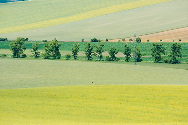 포토 JPG 주간 나무 해외풍경 유럽 여행 자연 풍경 초원 사람없음 야외 감성 체코 프라하 동유럽 모라비아 국내포토 자연요소 식물 해외 나라 컨셉 생태계 파일형식