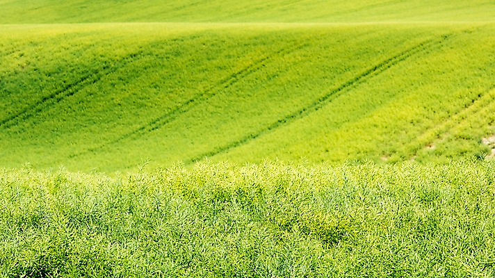포토 JPG 주간 해외풍경 유럽 여행 자연 풍경 초원 사람없음 야외 감성 체코 프라하 동유럽 모라비아 국내포토 자연요소 해외 나라 컨셉 생태계 파일형식
