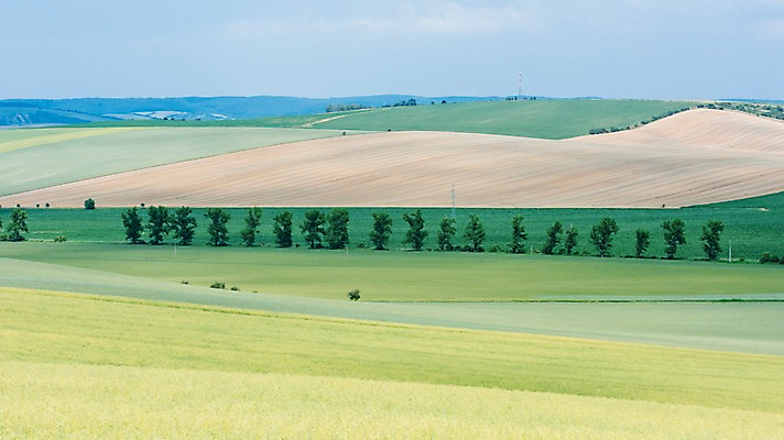 포토 JPG 주간 나무 해외풍경 유럽 여행 자연 풍경 초원 사람없음 야외 감성 체코 프라하 동유럽 모라비아 국내포토 자연요소 식물 해외 나라 컨셉 생태계 파일형식