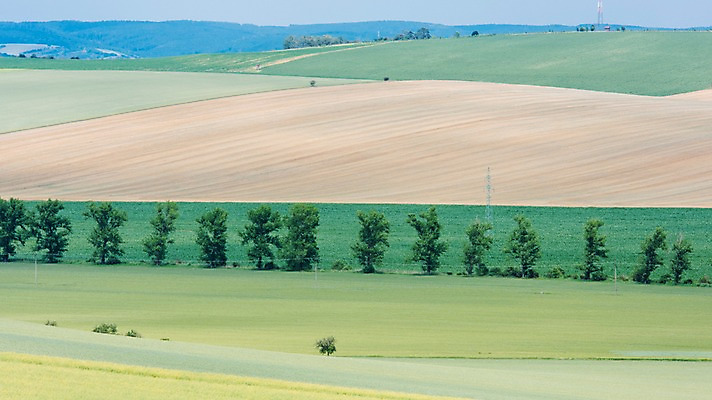 포토 JPG 주간 나무 해외풍경 유럽 여행 자연 풍경 초원 사람없음 야외 감성 체코 프라하 동유럽 모라비아 국내포토 자연요소 식물 해외 나라 컨셉 생태계 파일형식