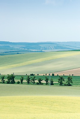 포토 JPG 주간 나무 해외풍경 유럽 여행 자연 풍경 초원 사람없음 야외 감성 체코 프라하 동유럽 모라비아 국내포토 자연요소 식물 해외 나라 컨셉 생태계 파일형식