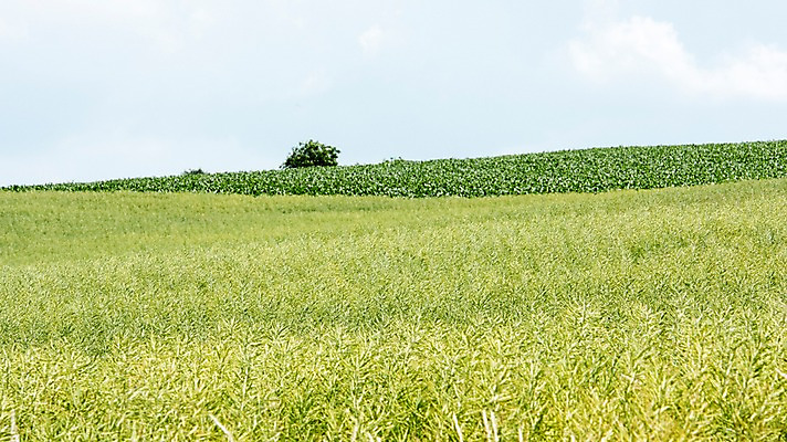 포토 JPG 주간 해외풍경 유럽 여행 자연 하늘 풍경 초원 사람없음 야외 감성 체코 프라하 동유럽 모라비아 국내포토 자연요소 해외 나라 컨셉 생태계 파일형식