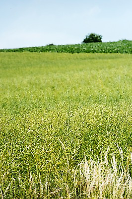 포토 JPG 주간 해외풍경 유럽 여행 자연 하늘 풍경 초원 사람없음 야외 감성 체코 프라하 동유럽 모라비아 국내포토 자연요소 해외 나라 컨셉 생태계 파일형식