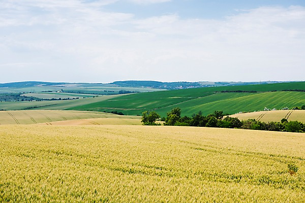 포토 JPG 주간 나무 해외풍경 유럽 여행 자연 하늘 풍경 초원 사람없음 야외 감성 체코 프라하 동유럽 모라비아 국내포토 자연요소 식물 해외 나라 컨셉 생태계 파일형식