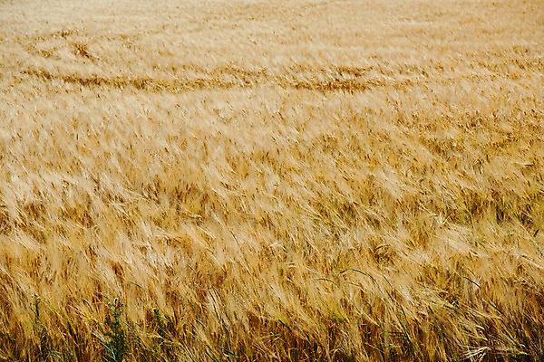 포토 JPG 주간 해외풍경 유럽 여행 자연 풍경 초원 사람없음 야외 감성 체코 프라하 동유럽 모라비아 국내포토 자연요소 해외 나라 컨셉 생태계 파일형식