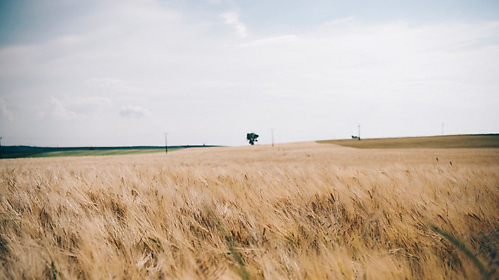 포토 JPG 주간 나무 구름 해외풍경 유럽 여행 자연 하늘 풍경 초원 사람없음 야외 감성 체코 프라하 동유럽 모라비아 국내포토 자연요소 식물 해외 나라 컨셉 생태계 파일형식