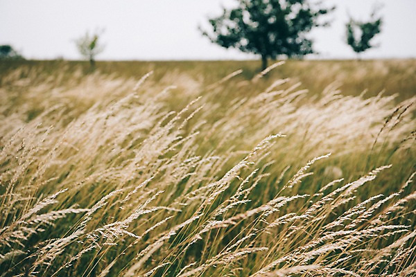 포토 JPG 주간 나무 해외풍경 유럽 여행 자연 풍경 초원 사람없음 야외 감성 체코 프라하 동유럽 모라비아 국내포토 자연요소 식물 해외 나라 컨셉 생태계 파일형식
