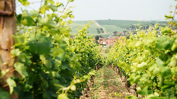 포토 JPG 주간 해외풍경 유럽 여행 자연 풍경 사람없음 야외 마을 감성 체코 프라하 동유럽 모라비아 국내포토 자연요소 해외 나라 컨셉 생태계 파일형식