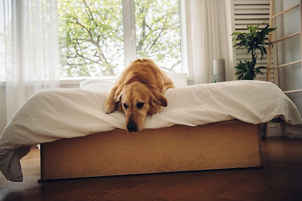 포토 JPG 동물 한마리 엎드리기 창문 사람없음 반려동물 귀여움 침대 골든리트리버 강아지 동물라이프 반려 국내포토 1 라이프스타일 가구 컨셉 모션 개 리트리버 파일형식