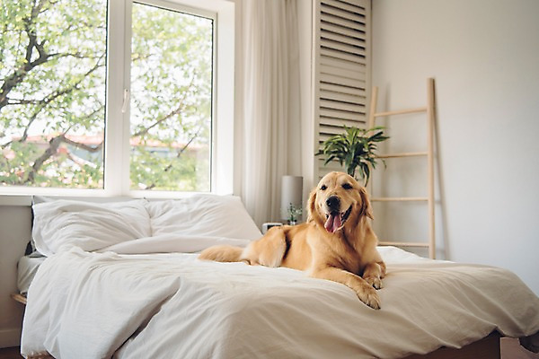 포토 JPG 동물 한마리 창문 실내 사람없음 반려동물 귀여움 침대 골든리트리버 강아지 동물라이프 반려 국내포토 1 라이프스타일 가구 컨셉 내부 개 리트리버 파일형식