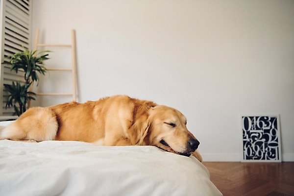 포토 JPG 동물 한마리 엎드리기 액자 실내 사람없음 아웃포커스 반려동물 귀여움 침대 잠 골든리트리버 강아지 동물라이프 반려 국내포토 1 라이프스타일 가구 컨셉 모션 촬영기법 내부 개 리트리버 파일형식