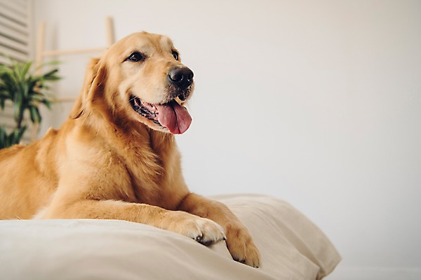 포토 JPG 동물 한마리 엎드리기 실내 입벌림 사람없음 아웃포커스 반려동물 귀여움 골든리트리버 강아지 동물라이프 반려 국내포토 1 라이프스타일 컨셉 모션 촬영기법 표정 내부 개 리트리버 파일형식