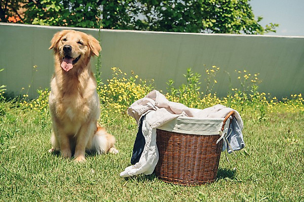 포토 JPG 주간 동물 한마리 꽃 잔디 사람없음 야외 반려동물 귀여움 골든리트리버 강아지 빨래 동물라이프 반려 빨래바구니 국내포토 자연요소 식물 1 라이프스타일 컨셉 가사 바구니 개 리트리버 파일형식