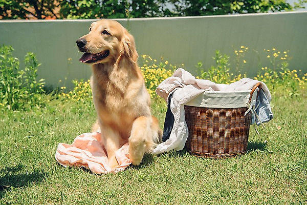 포토 JPG 주간 동물 한마리 옷 꽃 잔디 사람없음 야외 반려동물 귀여움 골든리트리버 강아지 빨래 동물라이프 반려 빨래바구니 국내포토 자연요소 식물 1 라이프스타일 컨셉 가사 바구니 개 리트리버 파일형식