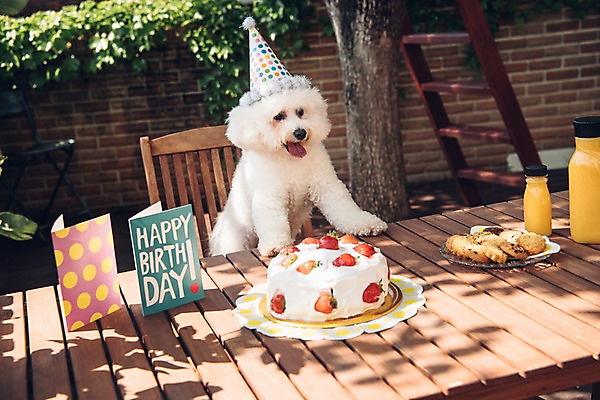 포토 JPG 주간 동물 한마리 음료 사람없음 야외 반려동물 쿠키 귀여움 생일파티 생일 강아지 생일케이크 동물라이프 반려 생일상 비숑프리제 국내포토 자연요소 1 라이프스타일 기념일 컨셉 디저트 케이크 개 파일형식