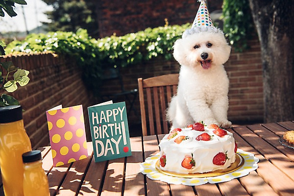 포토 JPG 주간 동물 한마리 사람없음 야외 아웃포커스 반려동물 귀여움 주스 생일파티 생일 강아지 생일케이크 생일카드 동물라이프 반려 생일상 비숑프리제 국내포토 자연요소 1 라이프스타일 기념일 음료 컨셉 카드_감사 촬영기법 케이크 개 파일형식