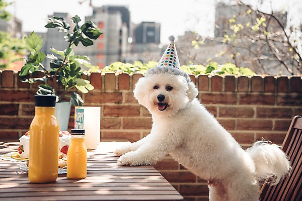 포토 JPG 주간 동물 한마리 사람없음 야외 아웃포커스 반려동물 귀여움 주스 생일파티 생일 강아지 생일케이크 동물라이프 반려 비숑프리제 국내포토 자연요소 1 라이프스타일 기념일 음료 컨셉 촬영기법 케이크 개 파일형식