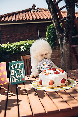 포토 JPG 주간 나무 동물 한마리 사람없음 야외 아웃포커스 반려동물 귀여움 생일파티 생일 강아지 생일케이크 생일카드 동물라이프 반려 생일상 비숑프리제 국내포토 자연요소 식물 1 라이프스타일 기념일 컨셉 카드_감사 촬영기법 케이크 개 파일형식 포유류 디저트 이벤트 생활 음식