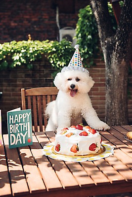 포토 JPG 주간 동물 한마리 사람없음 야외 아웃포커스 반려동물 귀여움 생일파티 생일 강아지 생일케이크 생일카드 동물라이프 반려 생일상 비숑프리제 국내포토 자연요소 1 라이프스타일 기념일 컨셉 카드_감사 촬영기법 케이크 개 파일형식