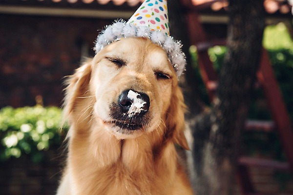 포토 JPG 주간 동물 한마리 사람없음 야외 아웃포커스 반려동물 귀여움 눈감음 생일파티 생일 골든리트리버 강아지 생크림 동물라이프 반려 국내포토 자연요소 1 라이프스타일 기념일 컨셉 모션 촬영기법 개 리트리버 크림 파일형식 포유류 이벤트 생활