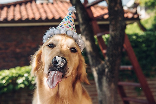 포토 JPG 주간 나무 동물 한마리 사람없음 야외 아웃포커스 반려동물 귀여움 생일파티 생일 골든리트리버 강아지 핥기 생크림 동물라이프 반려 국내포토 자연요소 식물 1 라이프스타일 기념일 컨셉 모션 촬영기법 개 리트리버 크림 파일형식