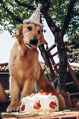 포토 JPG 주간 나무 동물 한마리 초 사람없음 야외 아웃포커스 반려동물 귀여움 생일파티 생일 골든리트리버 강아지 생일케이크 동물라이프 반려 국내포토 자연요소 식물 1 라이프스타일 기념일 컨셉 촬영기법 케이크 개 리트리버 파일형식