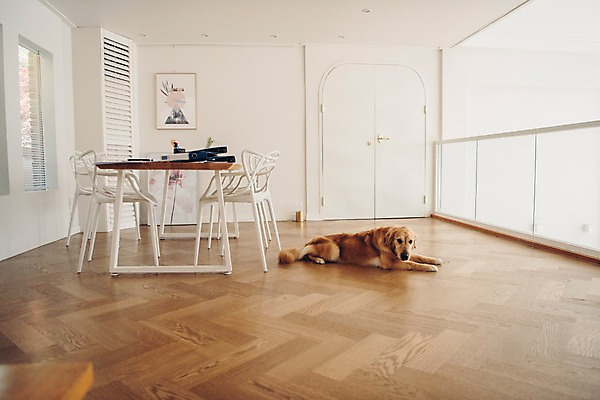 포토 JPG 동물 한마리 의자 실내 사람없음 반려동물 눕기 문 귀여움 골든리트리버 강아지 책상 파일 동물라이프 반려 국내포토 1 라이프스타일 가구 컨셉 모션 내부 개 리트리버 파일형식