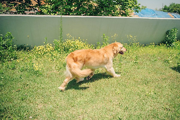 포토 JPG 주간 동물 한마리 꽃 잔디 사람없음 야외 반려동물 귀여움 산책 골든리트리버 강아지 동물라이프 반려 국내포토 자연요소 식물 1 라이프스타일 컨셉 휴식 개 리트리버 파일형식