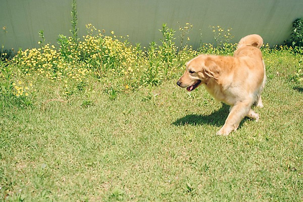포토 JPG 주간 동물 한마리 꽃 잔디 사람없음 야외 반려동물 귀여움 산책 골든리트리버 강아지 동물라이프 반려 국내포토 자연요소 식물 1 라이프스타일 컨셉 휴식 개 리트리버 파일형식
