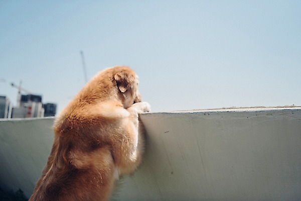 포토 JPG 주간 동물 한마리 하늘 서기 사람없음 야외 반려동물 귀여움 골든리트리버 강아지 구경 동물라이프 반려 국내포토 자연요소 1 라이프스타일 컨셉 모션 개 리트리버 파일형식