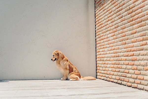 포토 JPG 주간 동물 한마리 응시 앉기 사람없음 야외 반려동물 귀여움 골든리트리버 강아지 벽돌담 동물라이프 반려 국내포토 자연요소 1 라이프스타일 시선 컨셉 모션 벽돌 담장 개 리트리버 파일형식