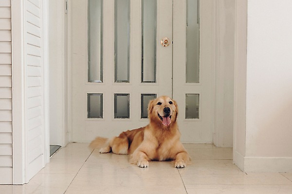 포토 JPG 동물 한마리 실내 사람없음 반려동물 눕기 문 귀여움 골든리트리버 강아지 동물라이프 반려 국내포토 1 라이프스타일 컨셉 모션 내부 개 리트리버 파일형식