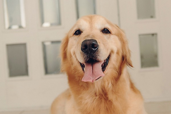 포토 JPG 동물 한마리 실내 사람없음 아웃포커스 반려동물 문 귀여움 골든리트리버 강아지 동물라이프 반려 국내포토 1 라이프스타일 컨셉 촬영기법 내부 개 리트리버 파일형식