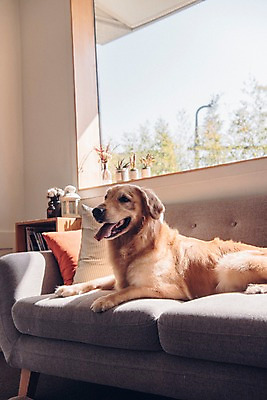 포토 JPG 동물 한마리 응시 엎드리기 쿠션 창문 실내 사람없음 반려동물 소파 귀여움 골든리트리버 강아지 동물라이프 반려 국내포토 1 라이프스타일 시선 컨셉 의자 모션 내부 개 리트리버 파일형식