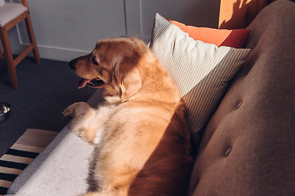 포토 JPG 동물 한마리 응시 쿠션 실내 사람없음 반려동물 소파 눕기 귀여움 골든리트리버 강아지 동물라이프 반려 국내포토 1 라이프스타일 시선 컨셉 의자 모션 내부 개 리트리버 파일형식