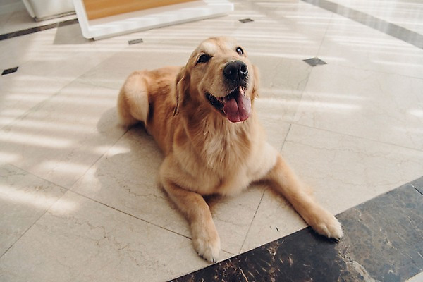 포토 JPG 동물 한마리 엎드리기 실내 사람없음 반려동물 귀여움 골든리트리버 강아지 동물라이프 반려 국내포토 1 라이프스타일 컨셉 모션 내부 개 리트리버 파일형식