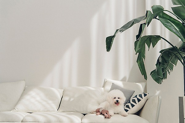 포토 JPG 동물 한마리 엎드리기 쿠션 실내 사람없음 반려동물 소파 귀여움 강아지 동물라이프 반려 비숑프리제 국내포토 1 라이프스타일 컨셉 의자 모션 내부 개 파일형식