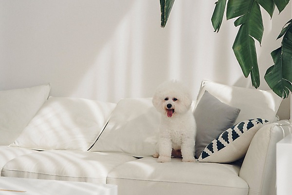 포토 JPG 동물 한마리 쿠션 실내 앉기 사람없음 반려동물 소파 귀여움 강아지 동물라이프 반려 비숑프리제 국내포토 1 라이프스타일 컨셉 의자 모션 내부 개 파일형식