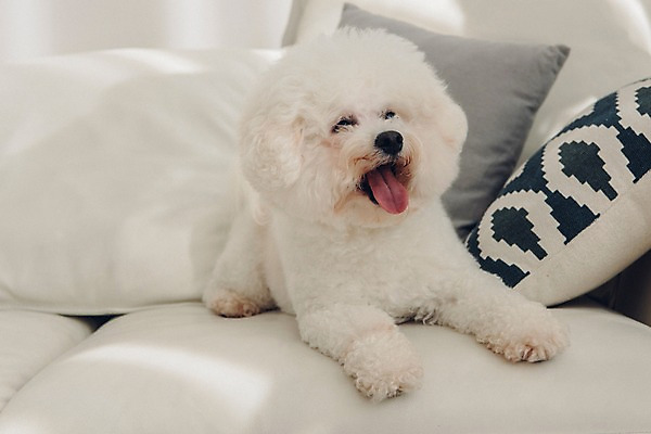 포토 JPG 동물 한마리 쿠션 실내 앉기 사람없음 반려동물 소파 귀여움 강아지 동물라이프 반려 비숑프리제 국내포토 1 라이프스타일 컨셉 의자 모션 내부 개 파일형식