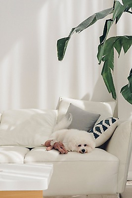 포토 JPG 동물 한마리 인형 쿠션 실내 사람없음 반려동물 소파 눕기 귀여움 강아지 동물라이프 반려 비숑프리제 국내포토 1 라이프스타일 컨셉 의자 모션 내부 개 파일형식