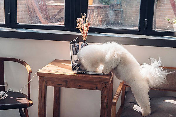 포토 JPG 동물 한마리 의자 창문 탁자 실내 사람없음 노트북 반려동물 귀여움 강아지 동물라이프 반려 비숑프리제 국내포토 1 라이프스타일 가구 컨셉 내부 전자제품 개 파일형식