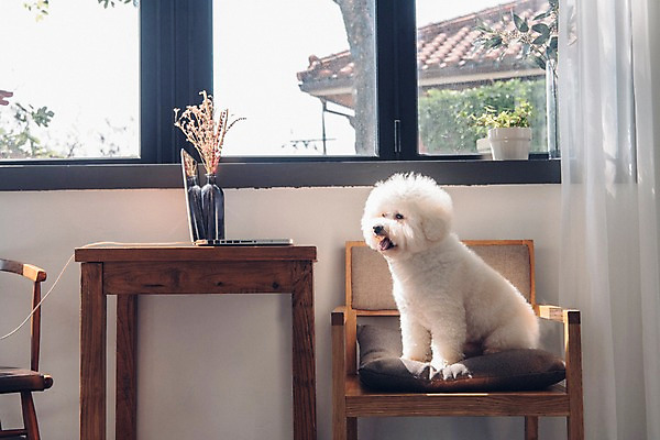 포토 JPG 동물 한마리 의자 창문 탁자 실내 앉기 사람없음 노트북 반려동물 귀여움 꽃병 강아지 동물라이프 반려 비숑프리제 국내포토 1 라이프스타일 꽃 가구 컨셉 모션 내부 전자제품 개 파일형식