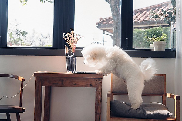 포토 JPG 동물 한마리 화분 의자 창문 탁자 실내 서기 사람없음 노트북 반려동물 귀여움 강아지 동물라이프 반려 비숑프리제 국내포토 1 라이프스타일 가구 컨셉 모션 내부 전자제품 개 파일형식