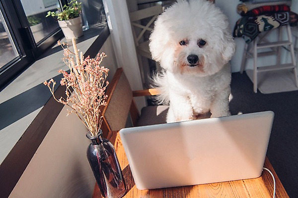 포토 JPG 동물 한마리 창문 탁자 실내 사람없음 노트북 반려동물 귀여움 꽃병 강아지 동물라이프 반려 비숑프리제 국내포토 1 라이프스타일 꽃 가구 컨셉 내부 전자제품 개 파일형식