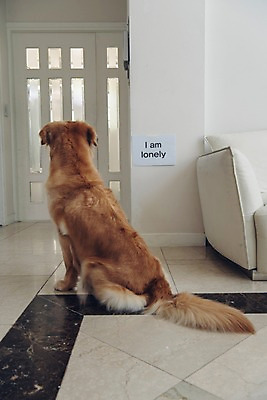 포토 JPG 동물 한마리 실내 앉기 사람없음 반려동물 소파 문 귀여움 골든리트리버 강아지 고독 동물라이프 반려 공허 국내포토 1 라이프스타일 감정 컨셉 의자 모션 내부 개 리트리버 파일형식