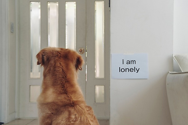 포토 JPG 동물 한마리 응시 실내 사람없음 반려동물 문 귀여움 골든리트리버 강아지 고독 동물라이프 반려 공허 국내포토 1 라이프스타일 시선 감정 컨셉 내부 개 리트리버 파일형식