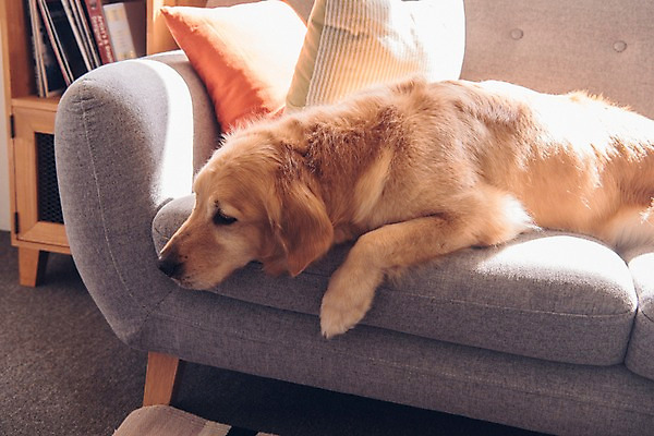 포토 JPG 동물 한마리 쿠션 실내 사람없음 반려동물 소파 눕기 귀여움 골든리트리버 강아지 동물라이프 반려 국내포토 1 라이프스타일 컨셉 의자 모션 내부 개 리트리버 파일형식